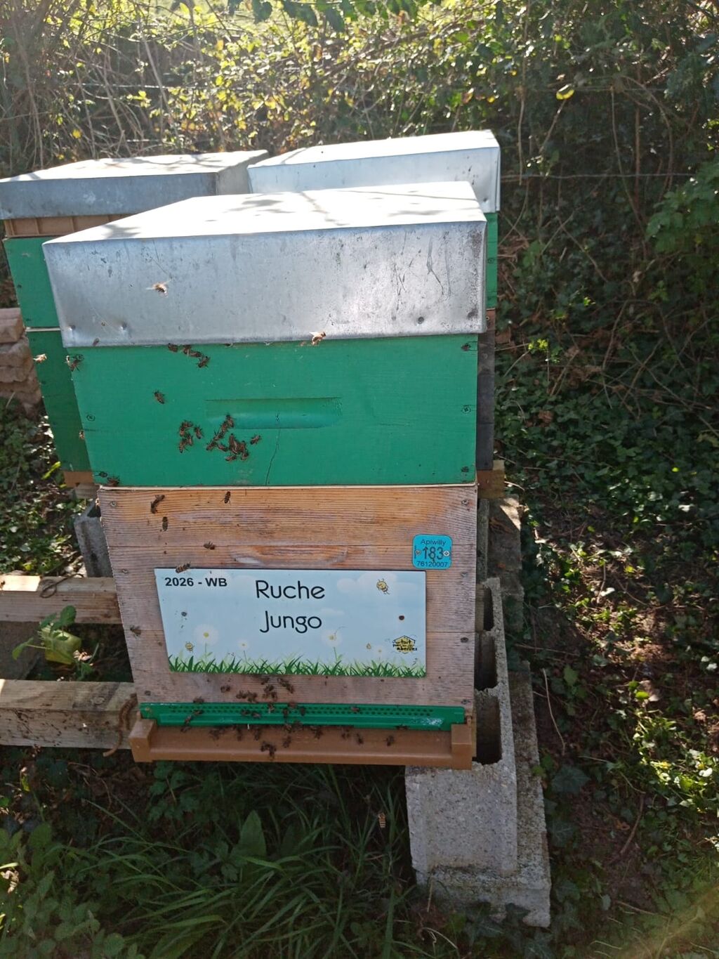 La ruche Jungo