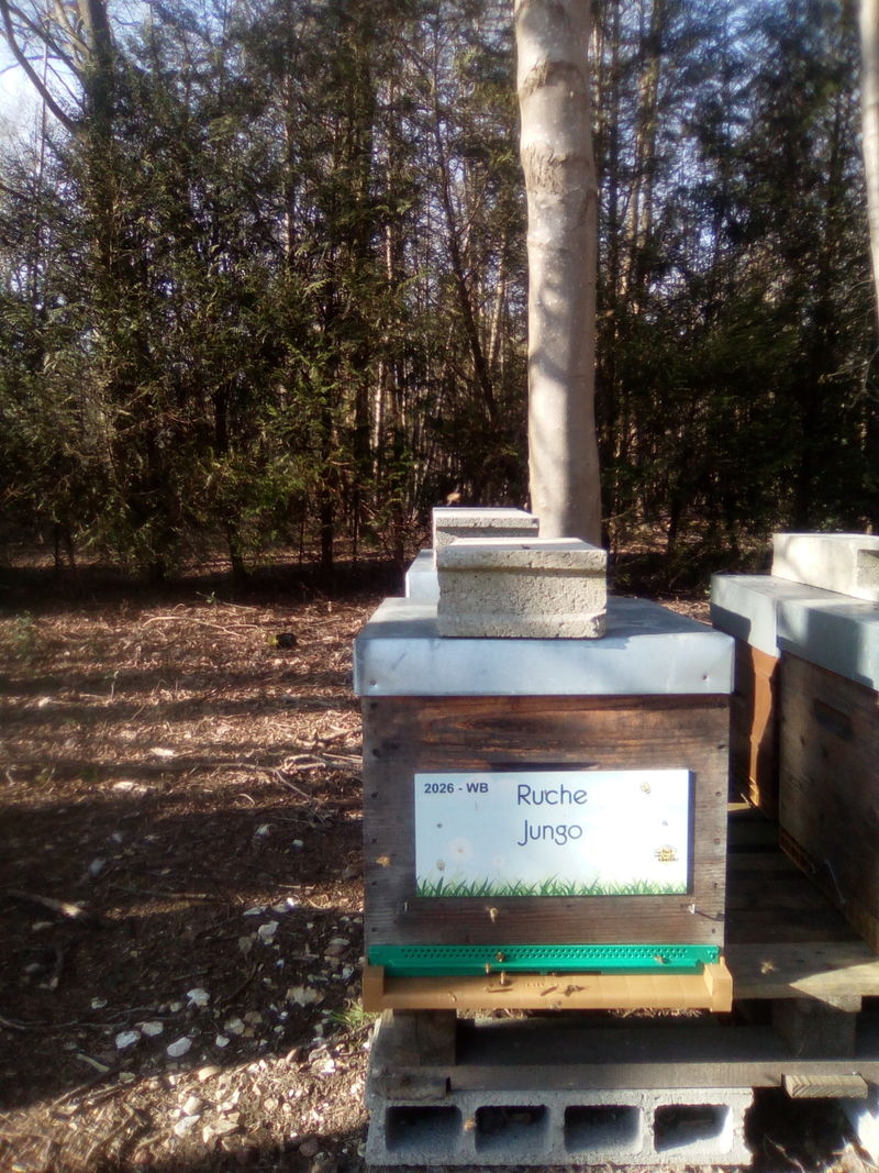 La ruche Jungo