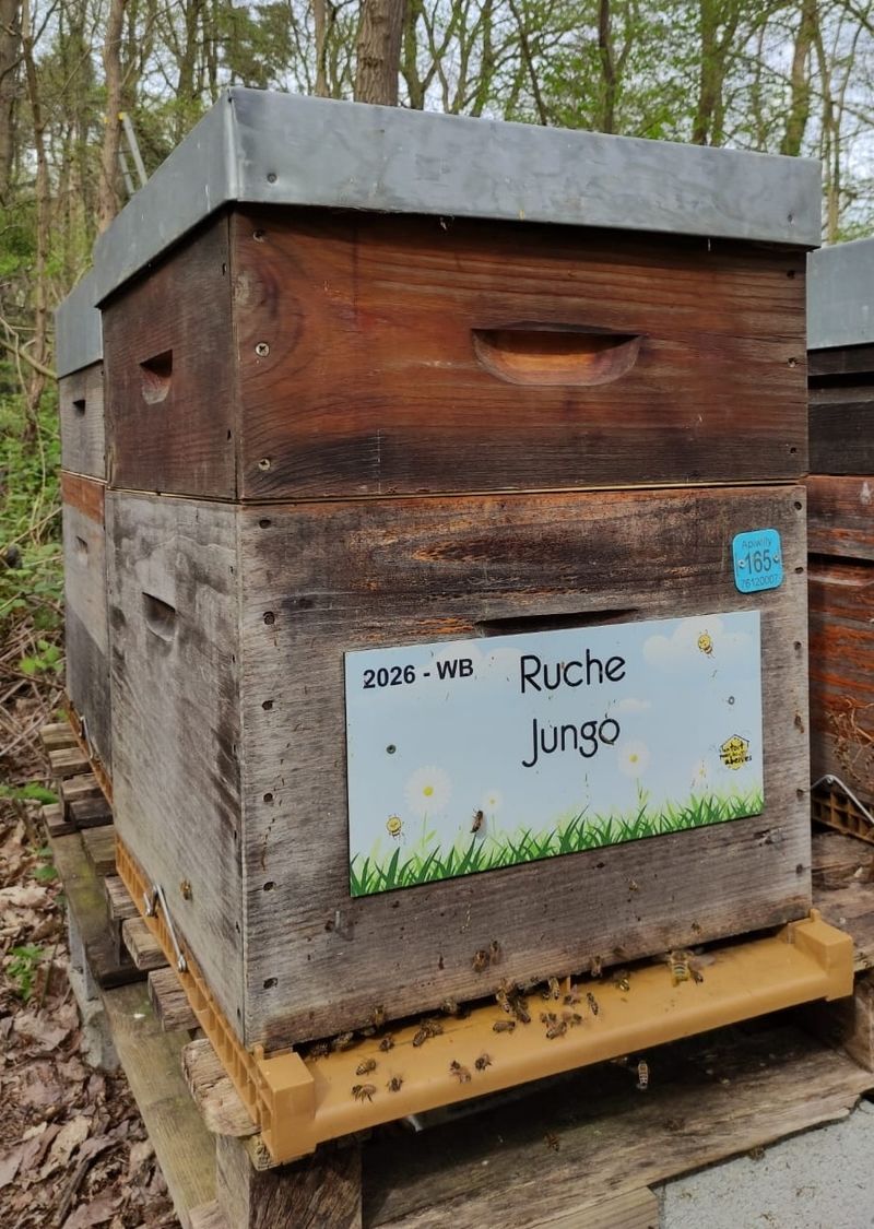 La ruche Jungo