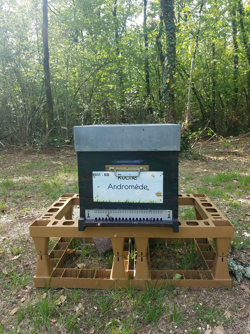 La ruche Andromède
