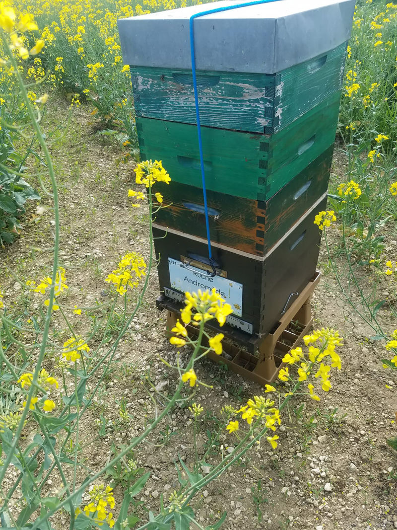 La ruche Andromède