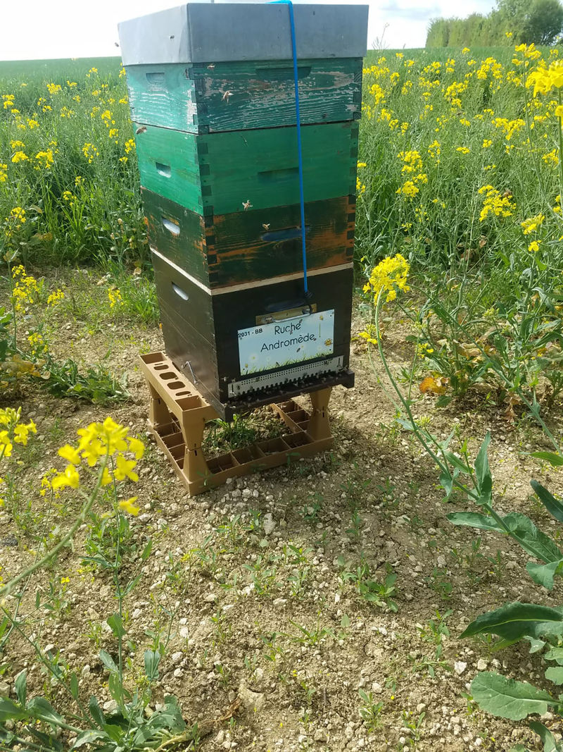 La ruche Andromède