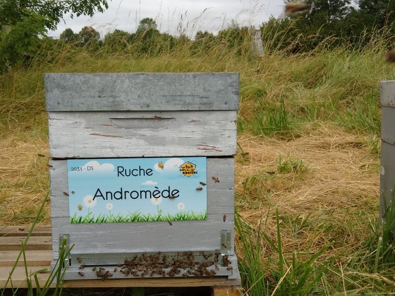 La ruche Andromède