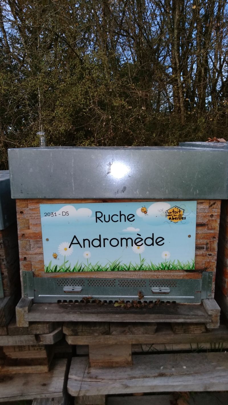 La ruche Andromède