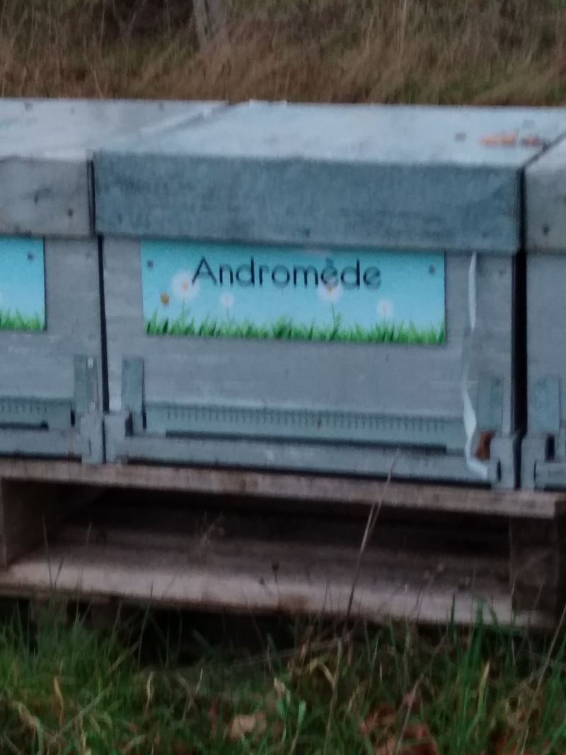 La ruche Andromède