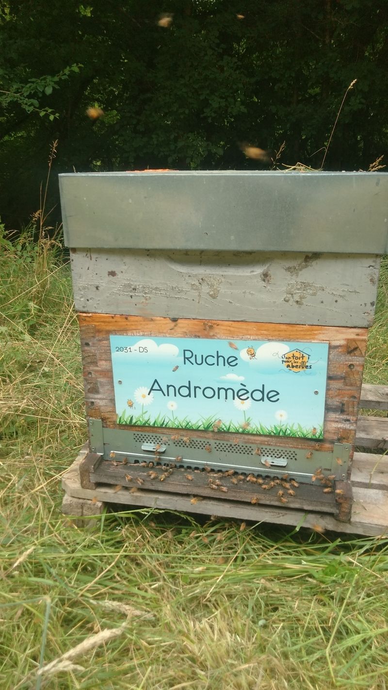La ruche Andromède
