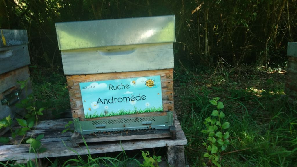La ruche Andromède