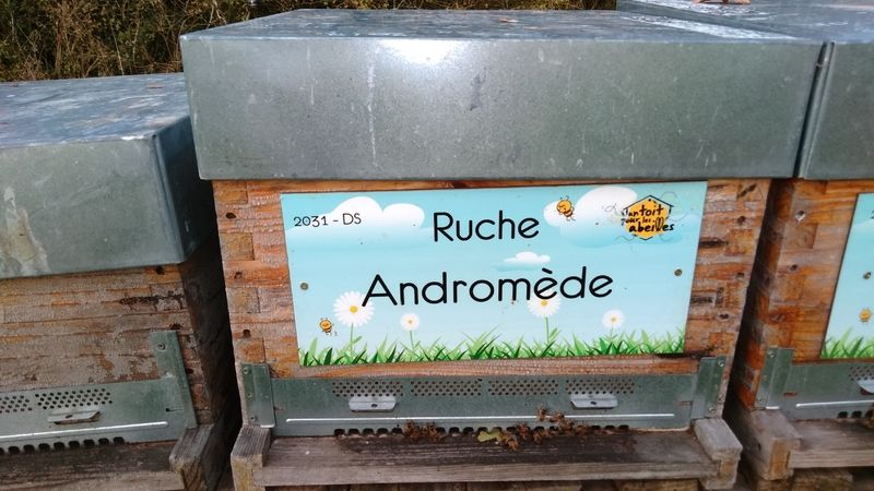 La ruche Andromède