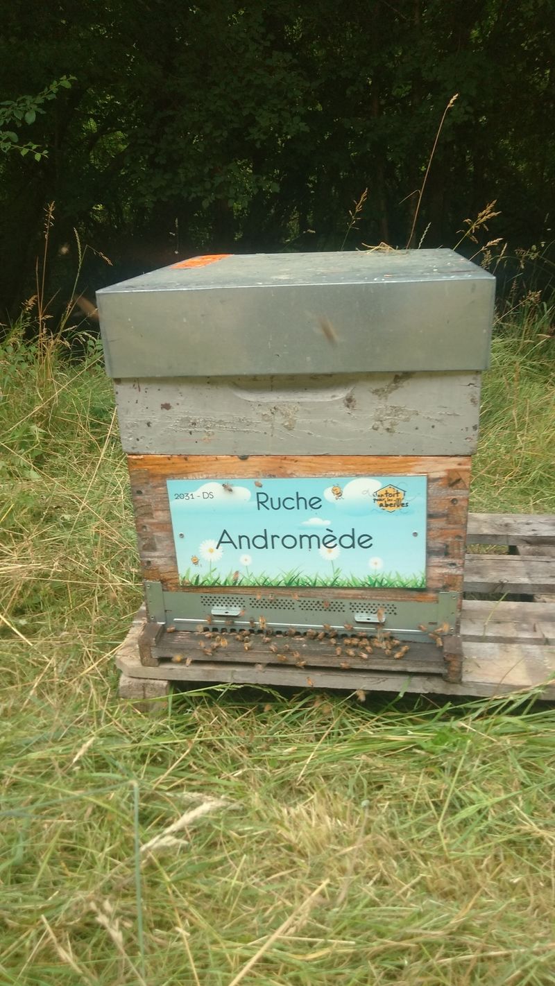 La ruche Andromède