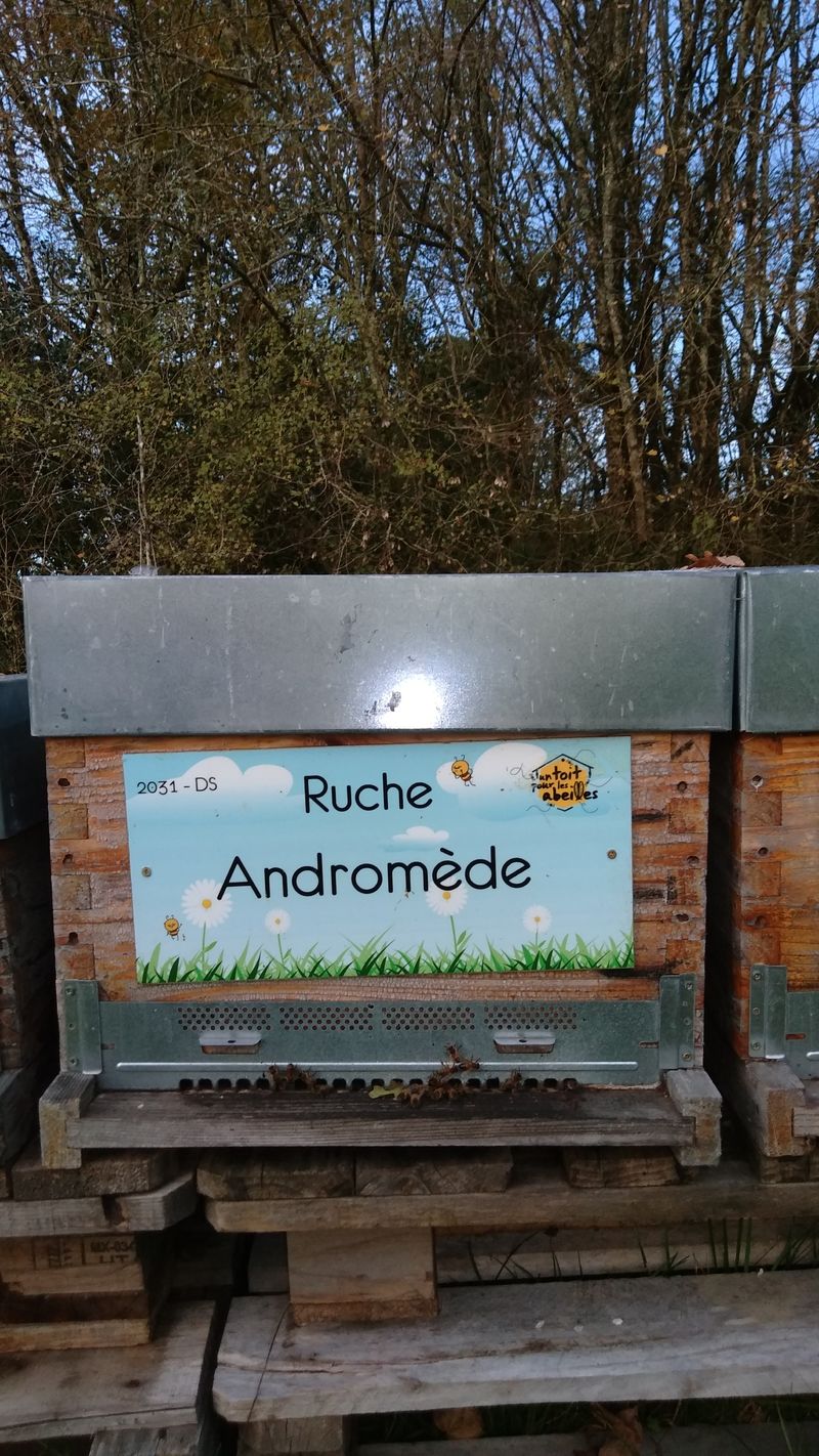 La ruche Andromède