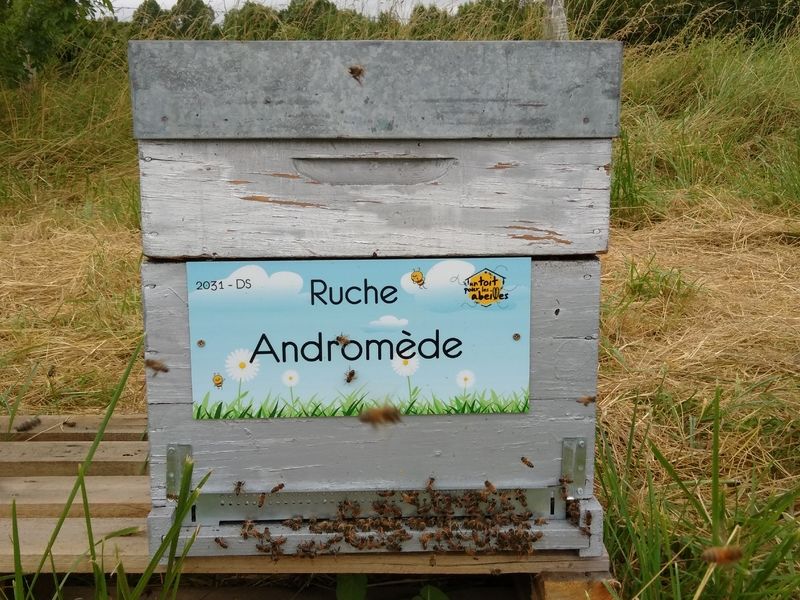 La ruche Andromède