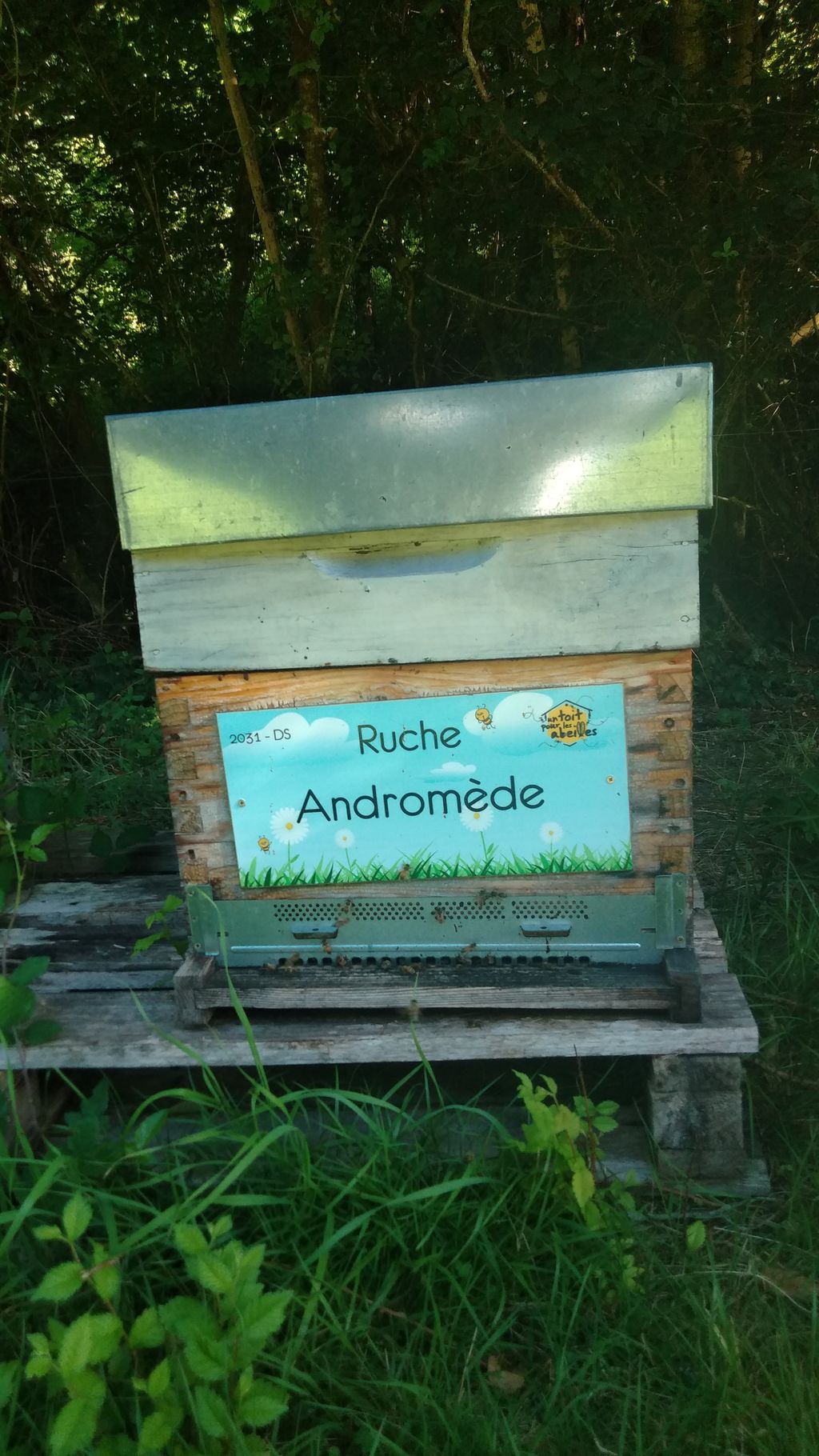 La ruche Andromède