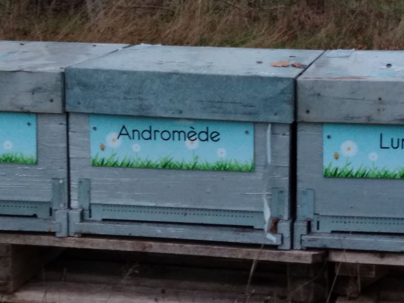 La ruche Andromède