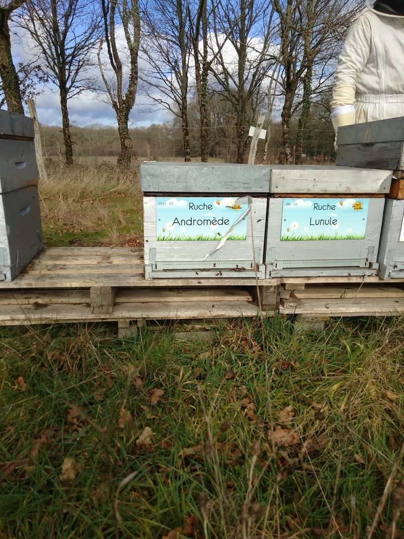La ruche Andromède