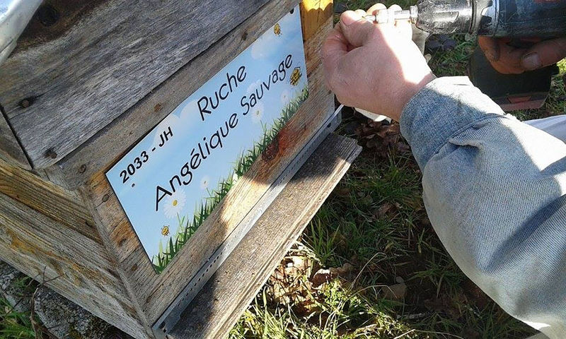 La ruche Angélique Sauvage