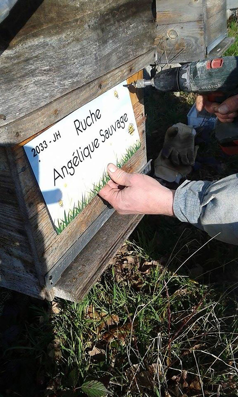 La ruche Angélique Sauvage