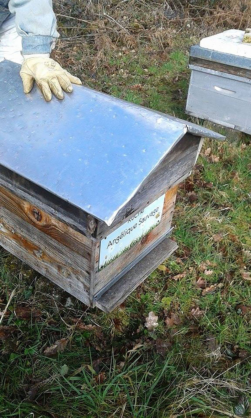 La ruche Angélique Sauvage