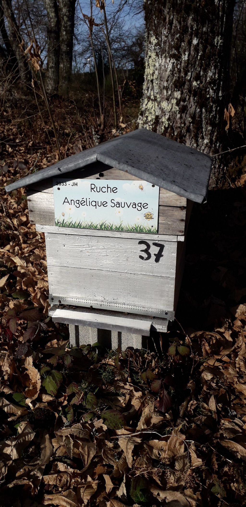 La ruche Angélique Sauvage