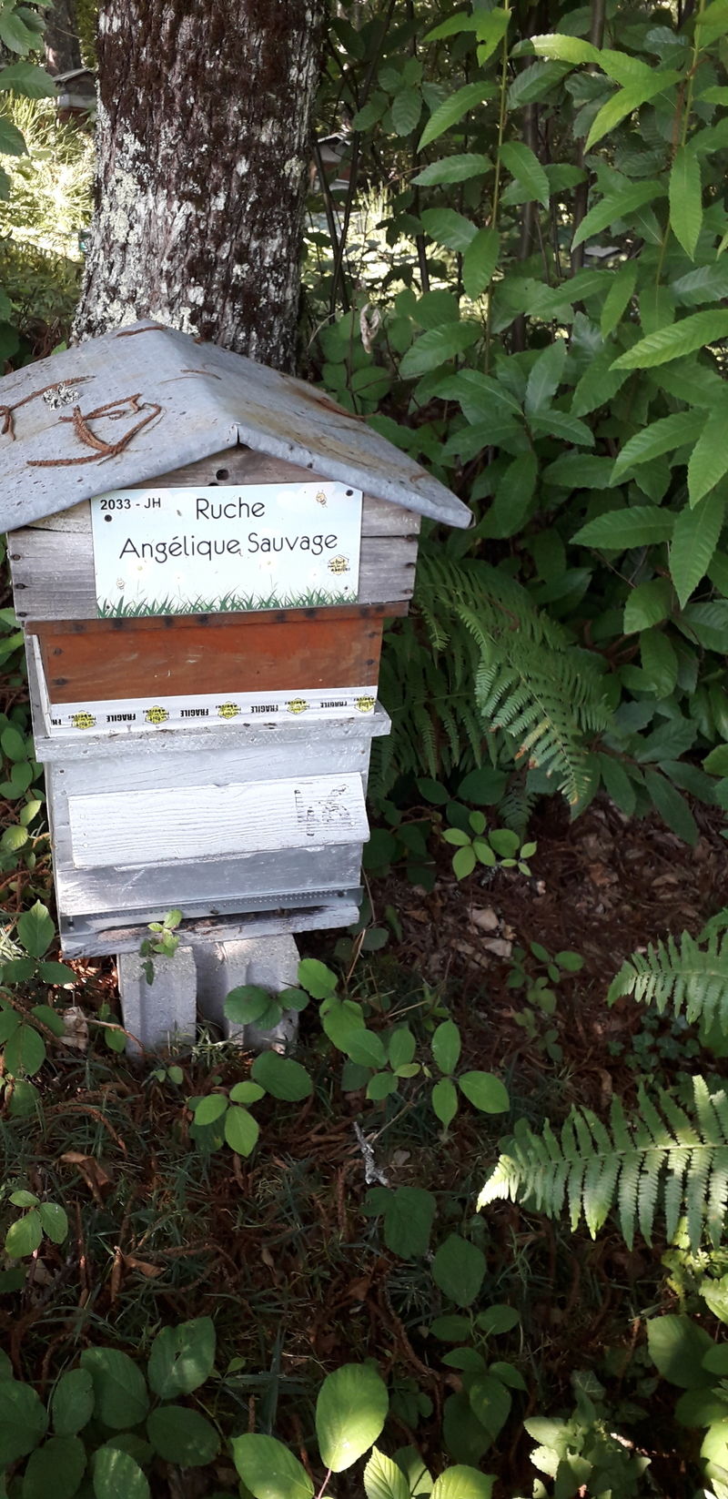 La ruche Angélique Sauvage