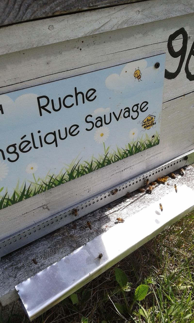 La ruche Angélique Sauvage