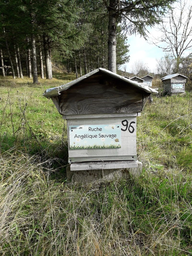 La ruche Angélique Sauvage