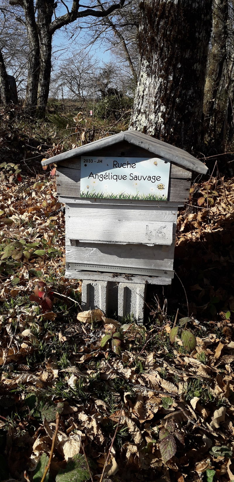 La ruche Angélique Sauvage