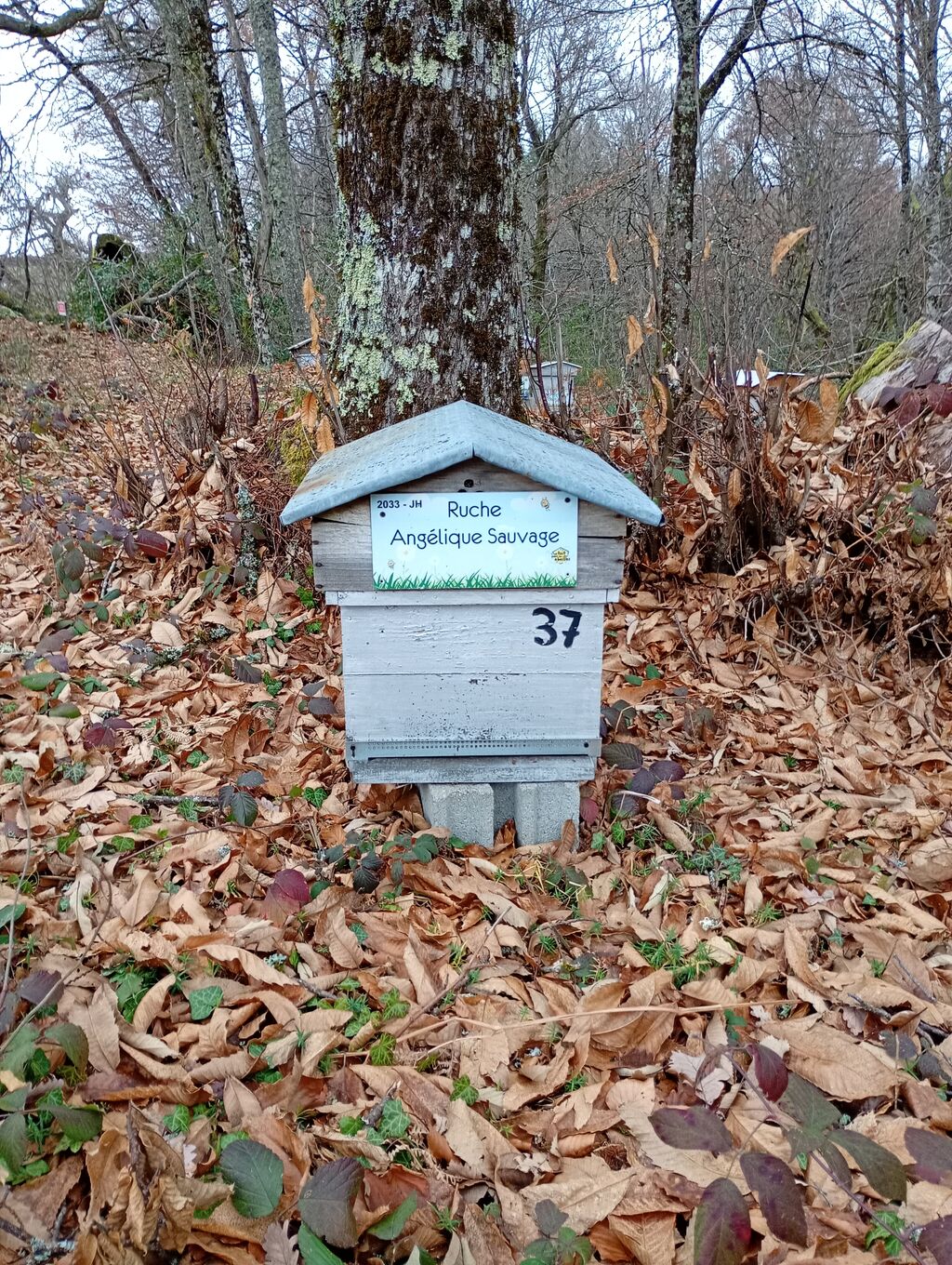 La ruche Angélique Sauvage