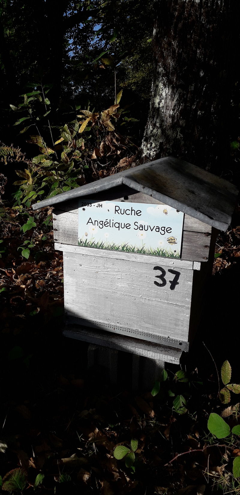 La ruche Angélique Sauvage