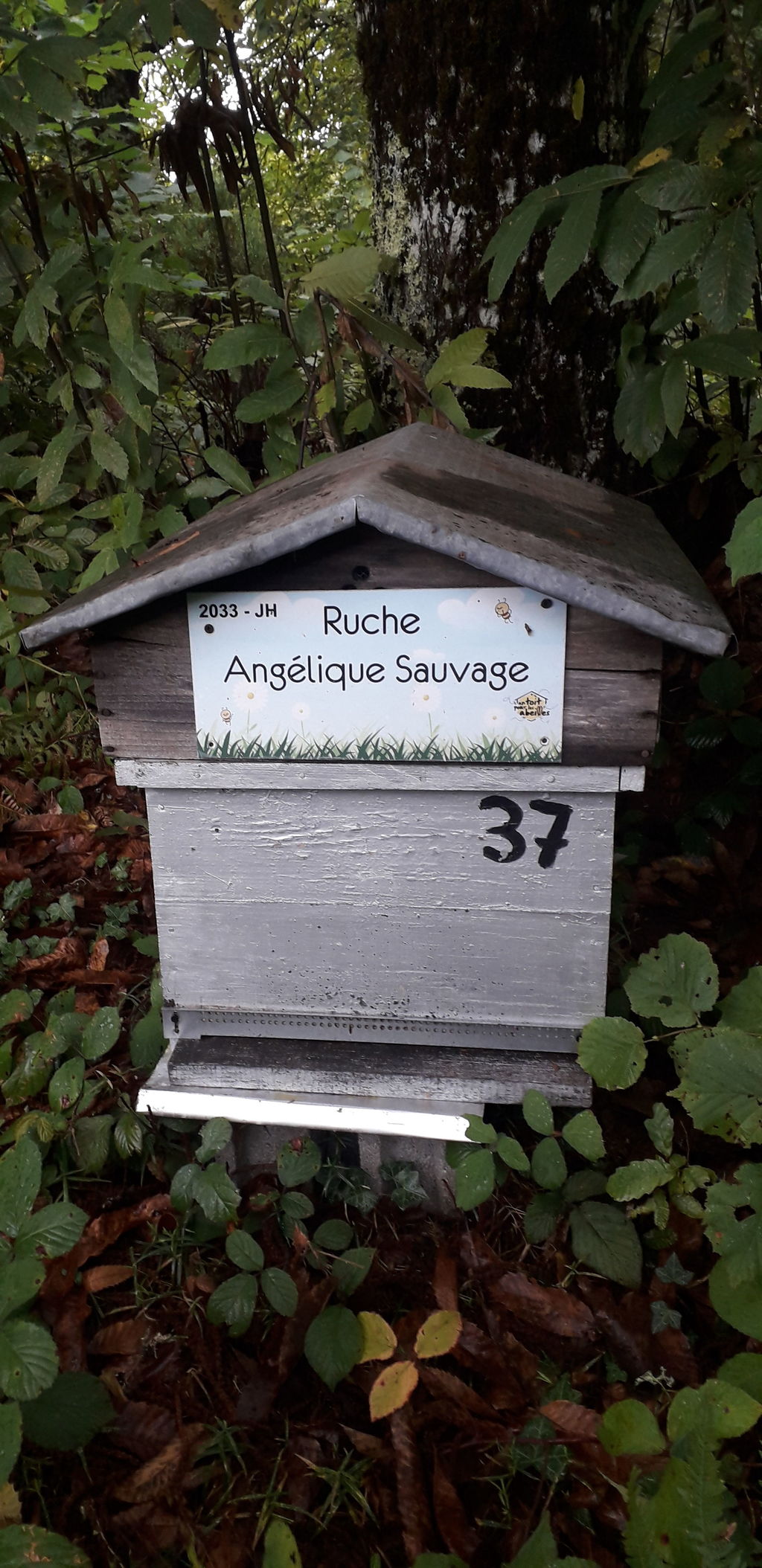 La ruche Angélique Sauvage