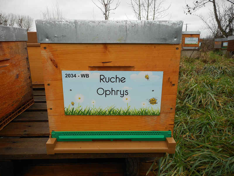La ruche Ophrys