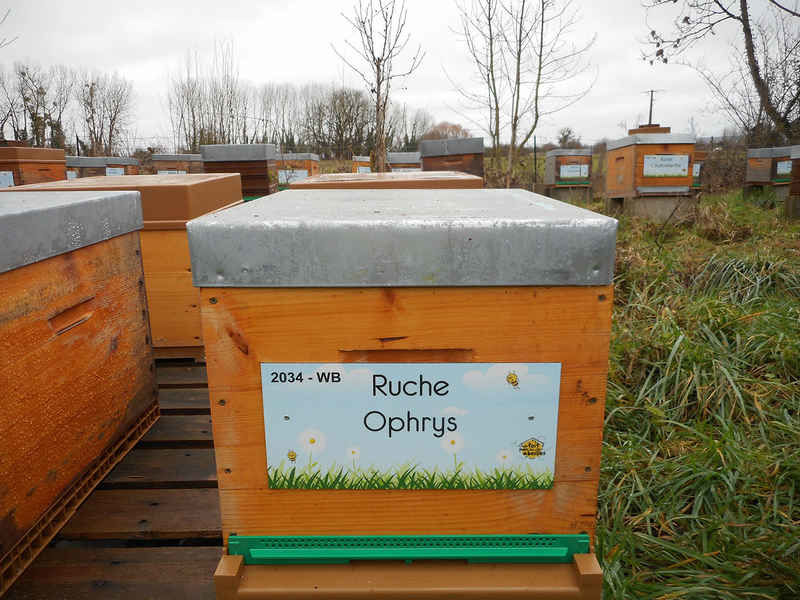 La ruche Ophrys