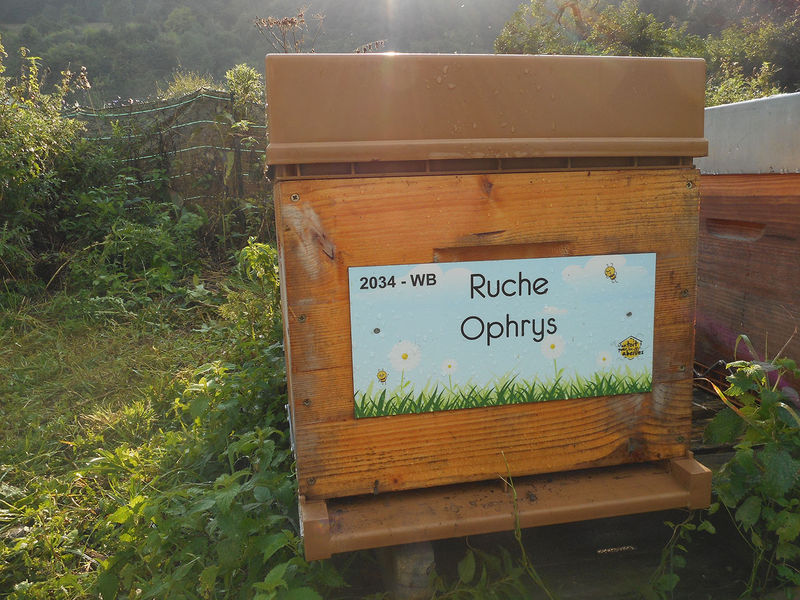 La ruche Ophrys