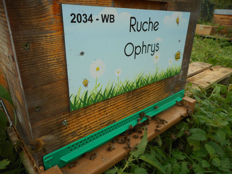 La ruche Ophrys