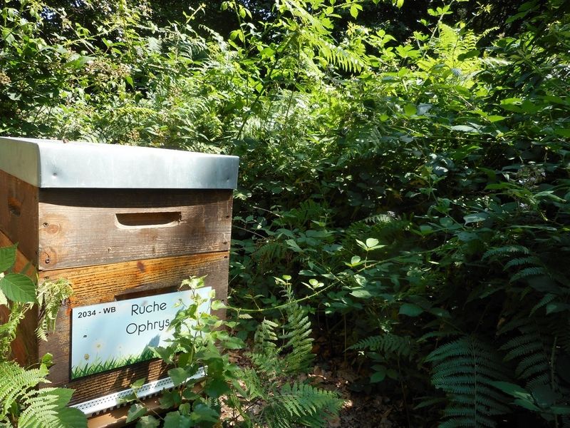 La ruche Ophrys