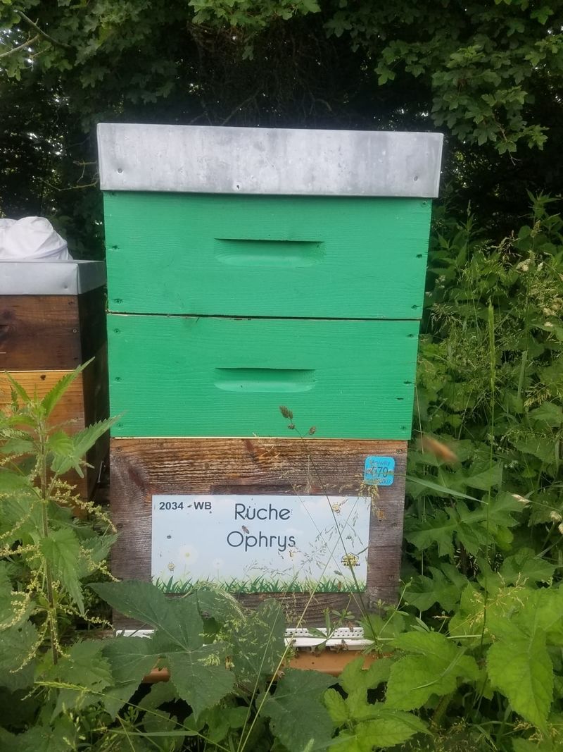 La ruche Ophrys