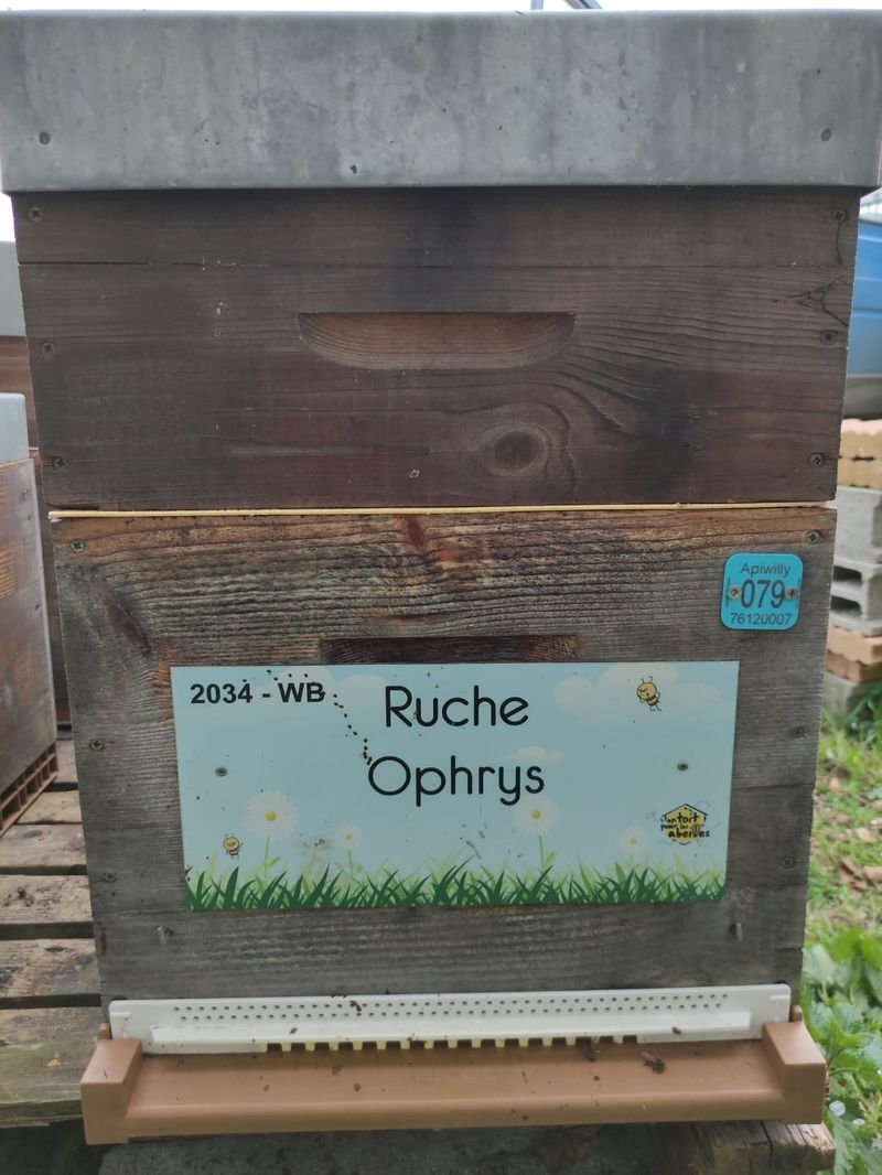 La ruche Ophrys