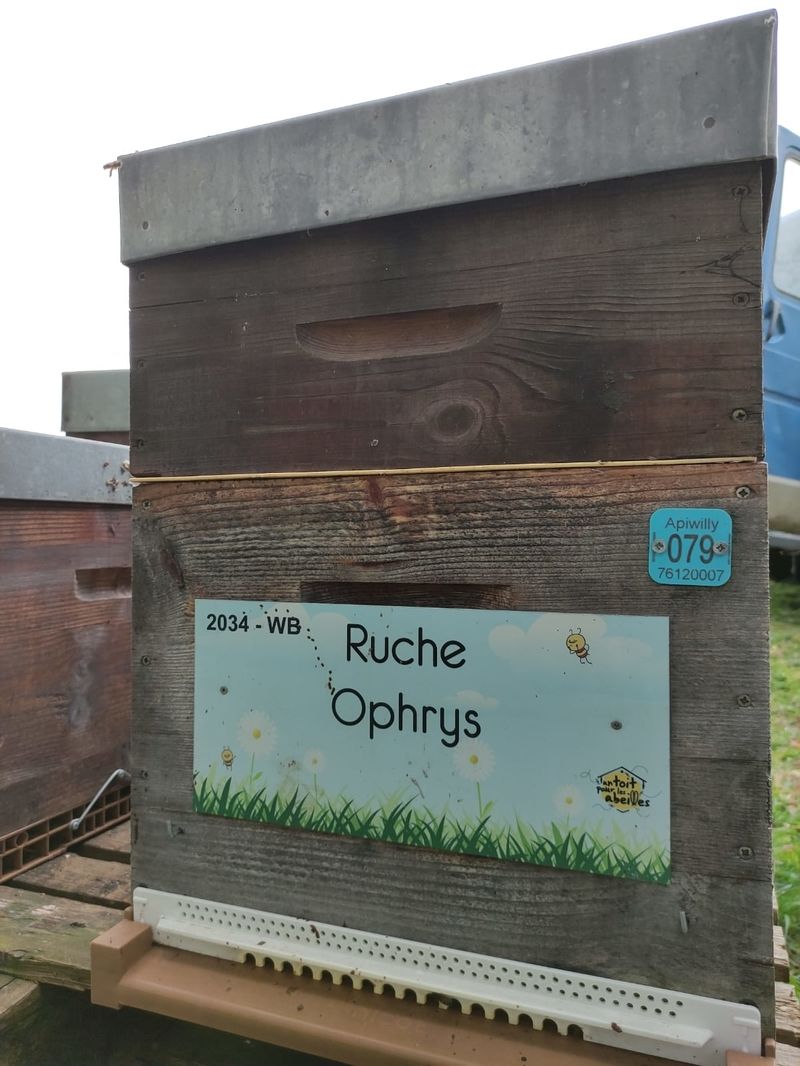 La ruche Ophrys