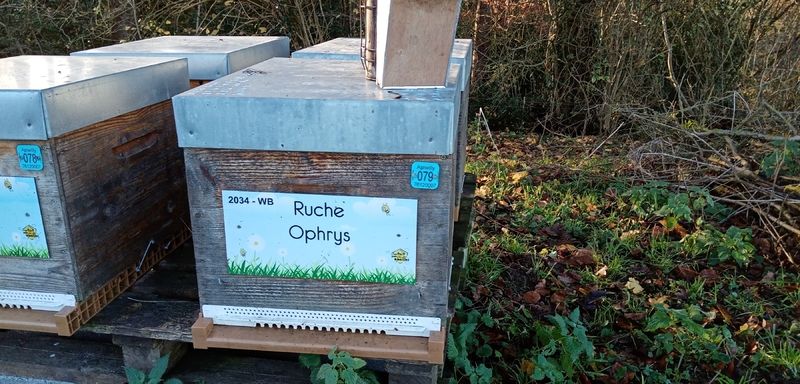 La ruche Ophrys