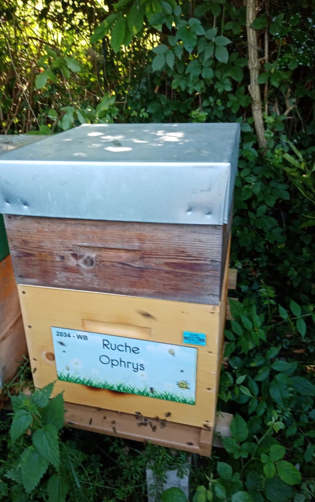 La ruche Ophrys