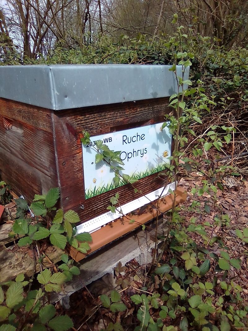 La ruche Ophrys