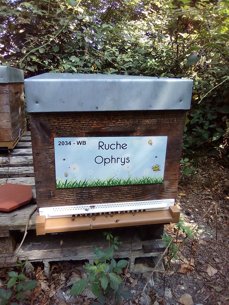 La ruche Ophrys