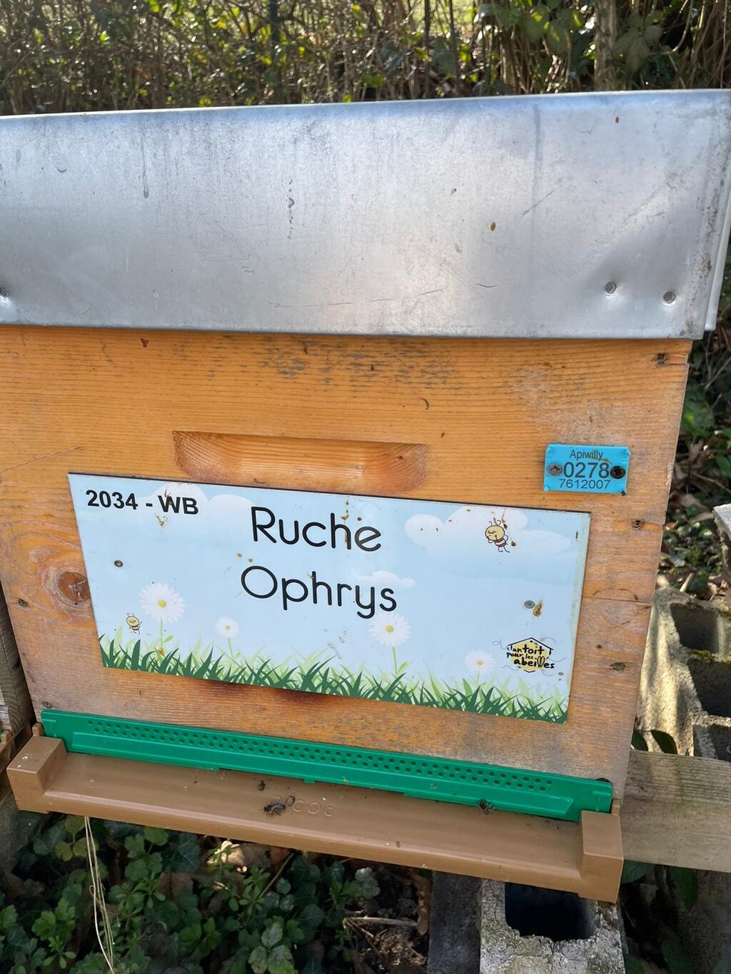 La ruche Ophrys