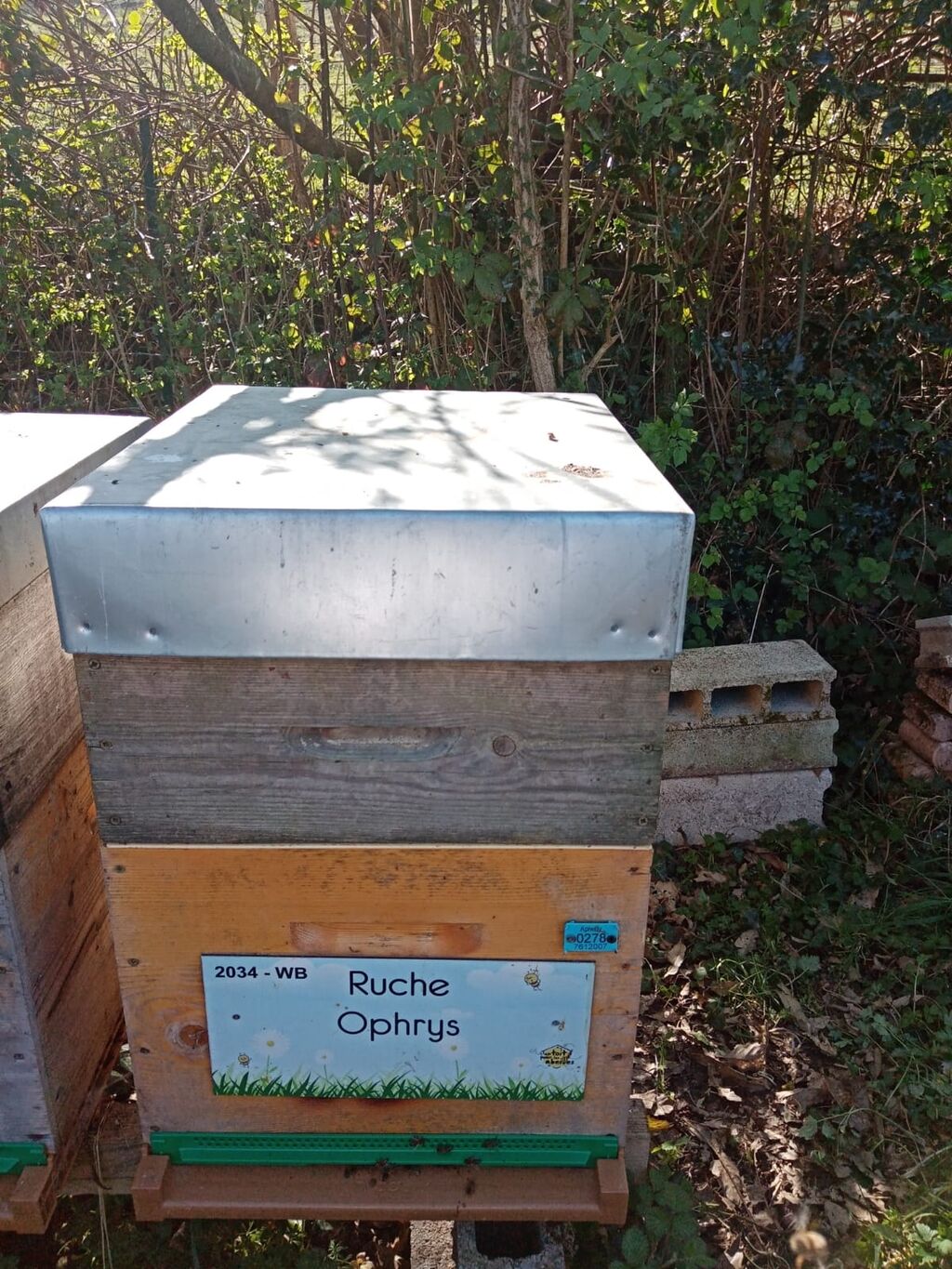 La ruche Ophrys