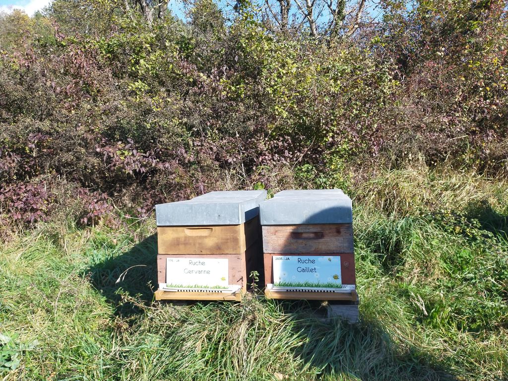 La ruche Gaillet