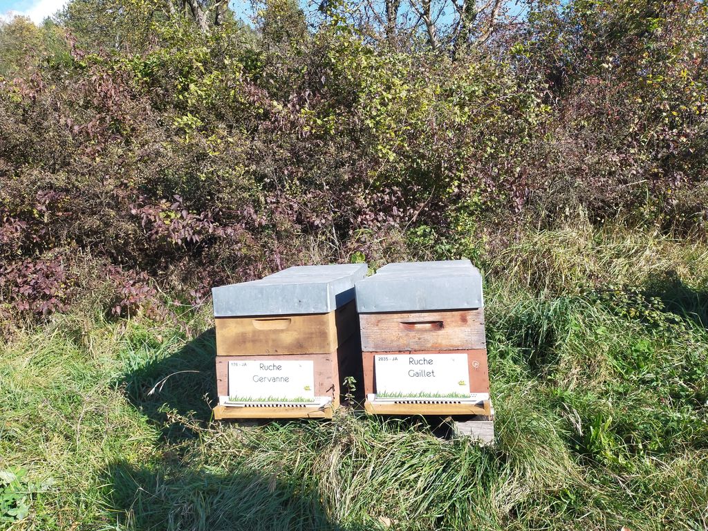 La ruche Gaillet