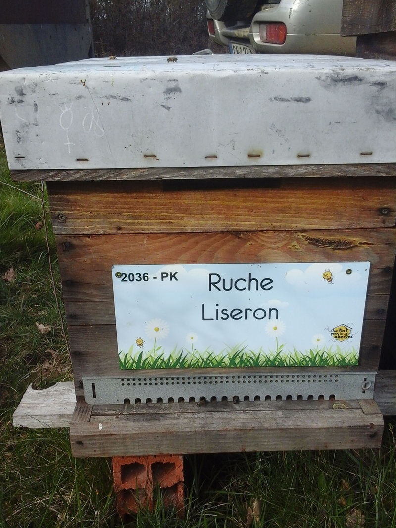 La ruche