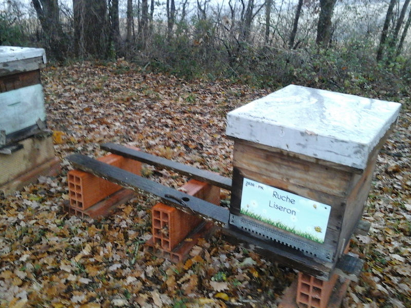 La ruche Liseron