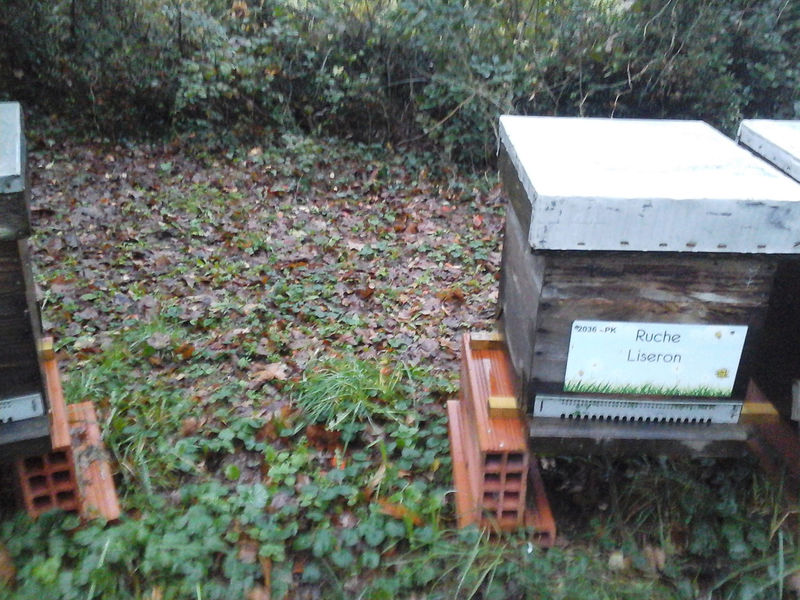 La ruche Liseron