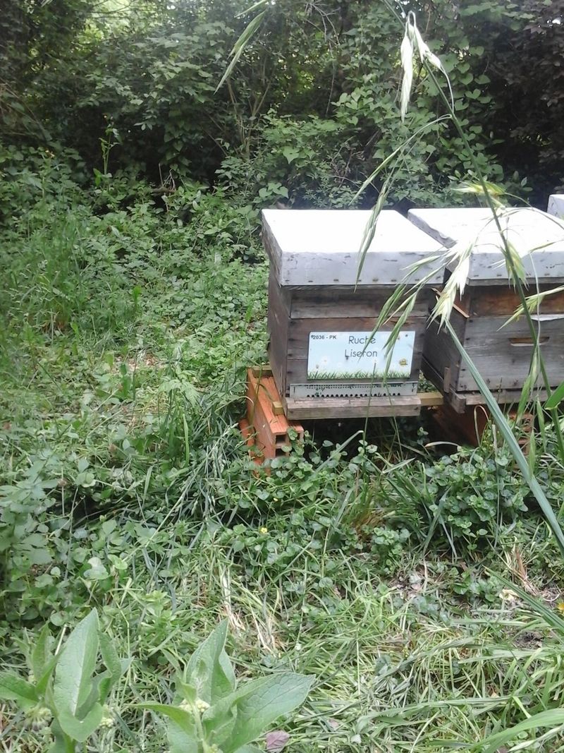 La ruche Liseron