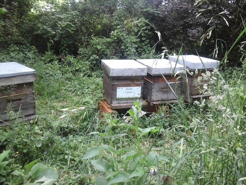 La ruche Liseron